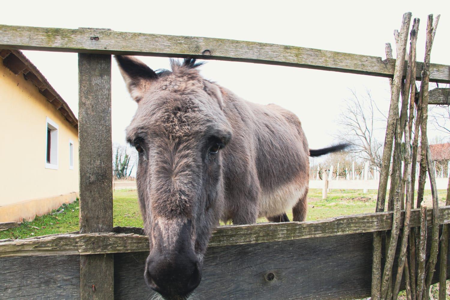 Country House Ivancan Molve エクステリア 写真